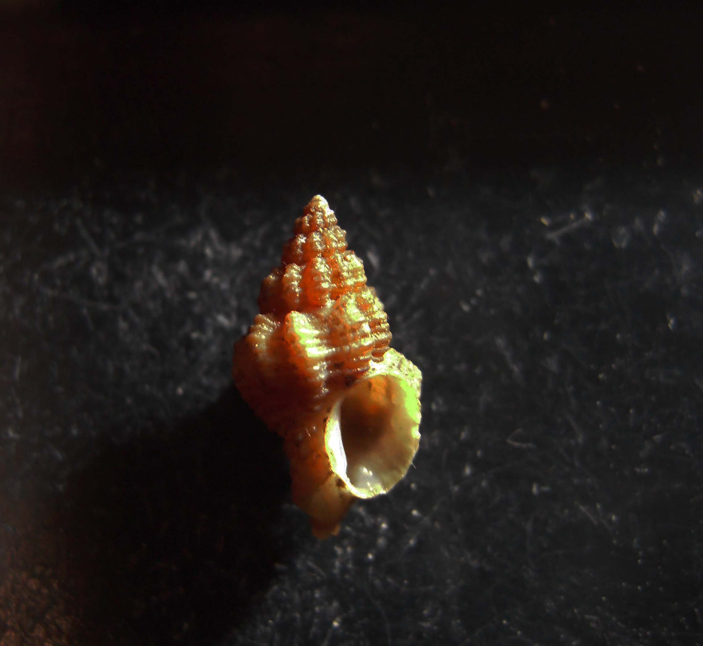 Ocinebrina.............